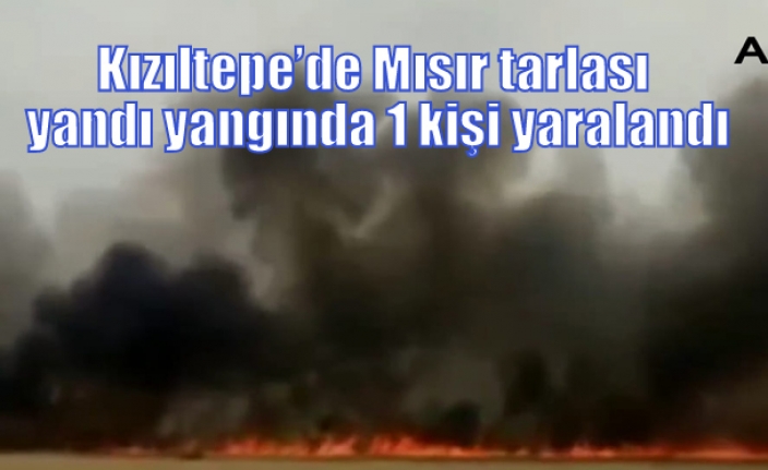 Kızıltepe’de Mısır tarlası yandı yangında 1 kişi yaralandı