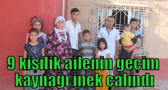 9 kişilik ailenin geçim kaynağı inek çalındı