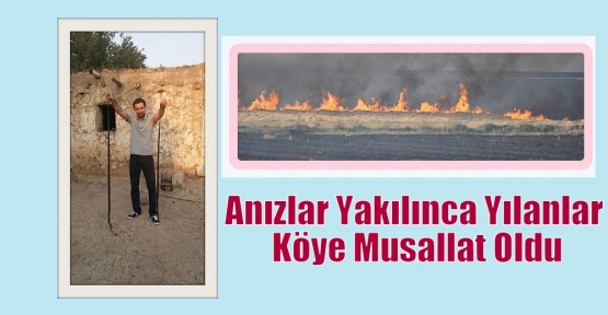 Anızlar Yakılınca Yılanlar Köye Musallat Oldu