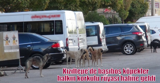 Başıboş köpekler halkın korkulu rüyası haline geldi