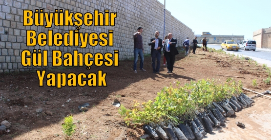 Büyükşehir Belediyesi Gül Bahçesi Yapacak