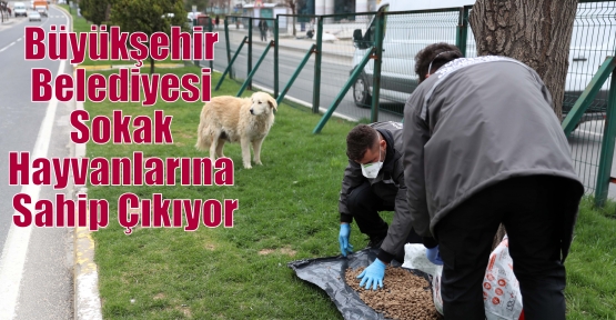 Büyükşehir Belediyesi Sokak Hayvanlarına Sahip Çıkıyor