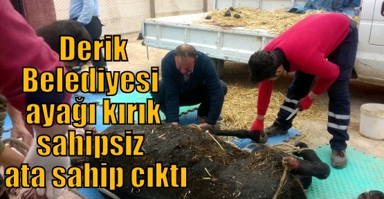 Derik Belediyesi  ayağı kırık sahipsiz  ata sahip çıktı