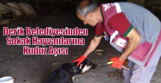 Derik Belediyesinden Sokak Hayvanlarına Kuduz Aşısı 