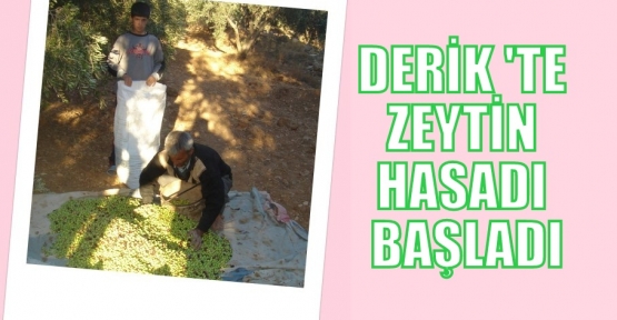  Derik 'te Zeytin Hasadı Başladı 