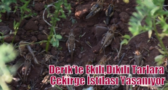 Derik'te Ekili,Dikili Tarlara, Çekirge İstilası Yaşanıyor