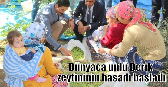 Dünyaca ünlü Derik zeytininin hasadı başladı