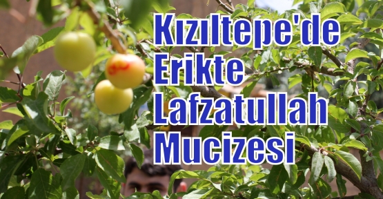 Kızıltepe'de Erikte Lafzatullah Mucizesi