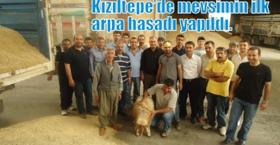 Kızıltepe’de  mevsimin ilk arpa hasadı yapıldı.