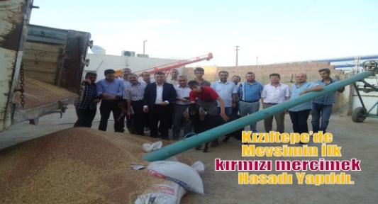 Kızıltepe’de Mevsimin İlk Kırmızı Mercimek Hasadı Yapıldı.