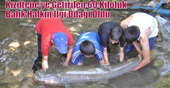 Kızıltepe’ye Getirilen 60 Kiloluk Balık Halkın İlgi Odağı Oldu