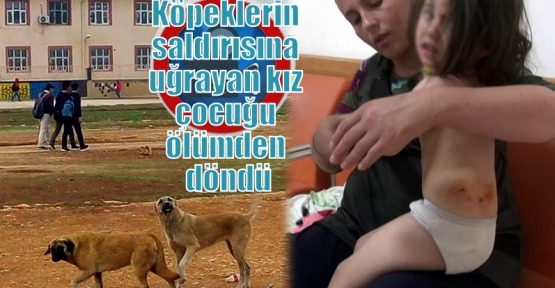 Köpeklerin saldırısına uğrayan kız çocuğu ölümden döndü