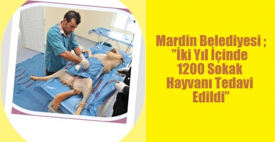 Mardin Belediyesi ;”İki Yıl İçinde 1200 Sokak Hayvanı Tedavi Edildi”