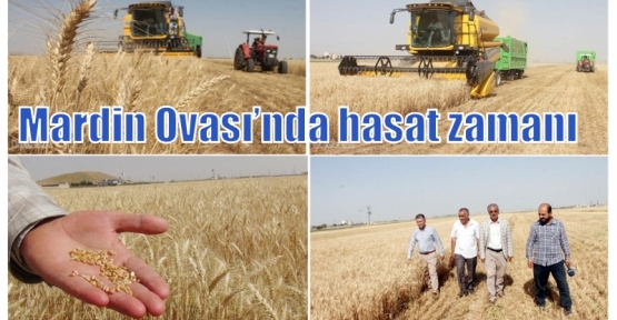 Mardin Ovası’nda hasat zamanı