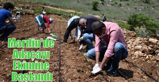 Mardin'de Adaçayı Ekimine Başlandı