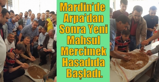 Mardin’de  Arpa’dan Sonra Yeni Mahsul Mercimek Hasadıda Başladı.