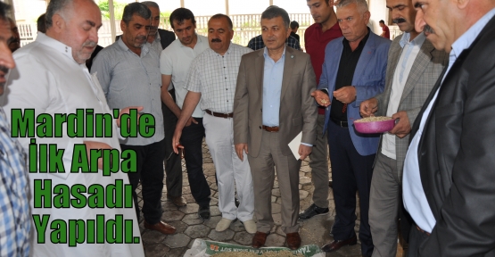 Mardin'de İlk Arpa Hasadı Yapıldı.