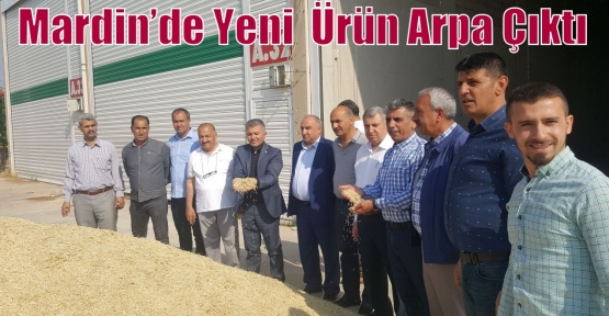  Mardin’de Yeni  Ürün Arpa Çıktı