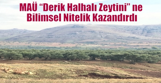 MAÜ “Derik Halhalı Zeytini” ne Bilimsel Nitelik Kazandırdı