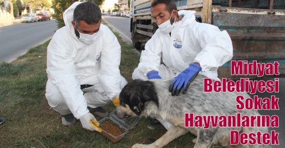 Midyat Belediyesi Sokak Hayvanlarına Destek