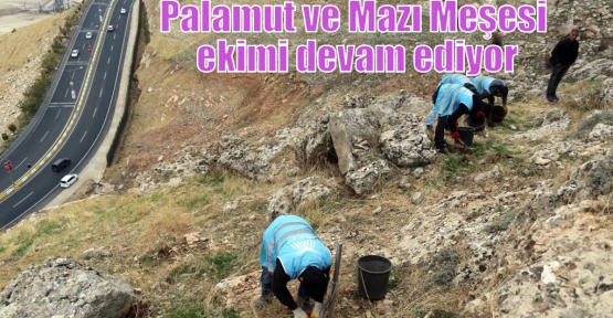 Palamut ve Mazı Meşesi ekimi devam ediyor