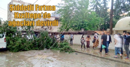 Şiddetli Fırtına Kızıltepe’de ağaçları devirdi