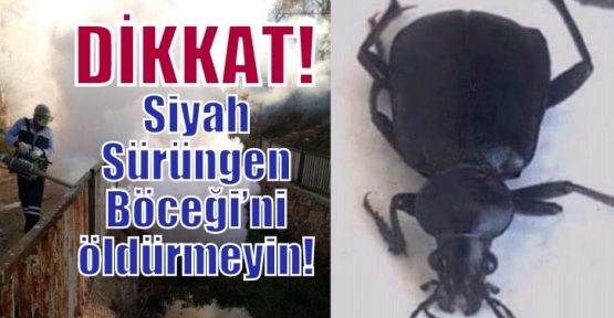 Siyah Sürüngen Böceği’ni öldürmeyin! 