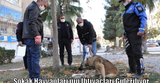 Sokak Hayvanları’nın İhtiyaçları Gideriliyor