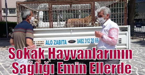 Sokak Hayvanlarının Sağlığı Emin Ellerde