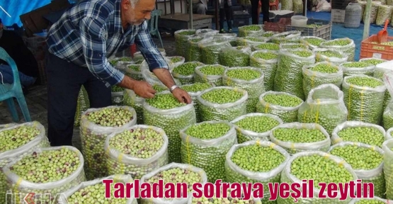 Tarladan sofraya yeşil zeytin