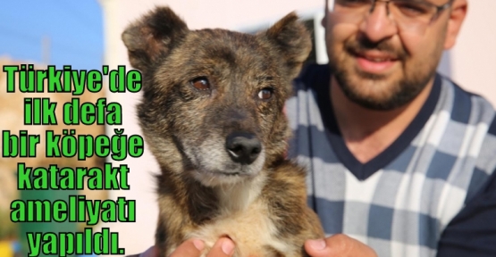 Türkiye'de ilk defa bir köpeğe katarakt ameliyatı yapıldı.