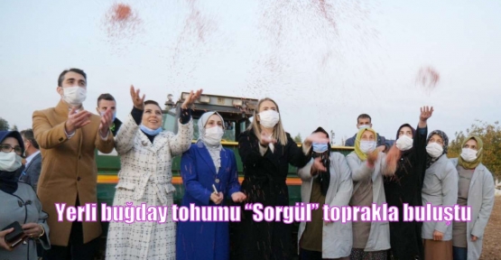 Yerli buğday tohumu “Sorgül” toprakla buluştu