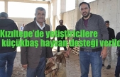 Haberler     Ekonomi   Kızıltepe’de yetiştiricilere küçükbaş hayvan desteği verildi