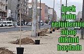 İpek Yolu refüjlerine ağaç dikimi başladı