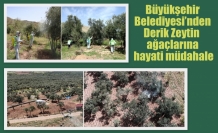 Büyükşehir Belediyesi’nden Derik Zeytin ağaçlarına hayati müdahale