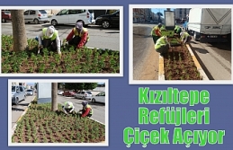 Kızıltepe Refüjleri Çiçek Açıyor