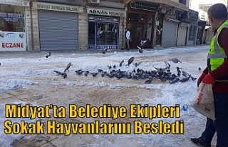 Midyat’ta Belediye Ekipleri Sokak Hayvanlarını...