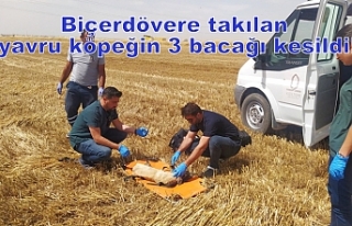 Biçerdövere takılan yavru köpeğin 3 bacağı...