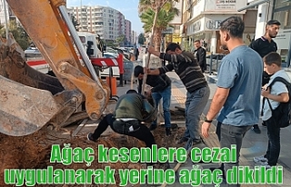 Ağaç kesenlere cezai uygulanarak yerine ağaç dikildi