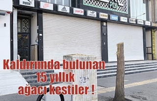 Kaldırımda bulunan 15 yıllık ağacı kestiler