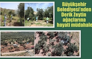 Büyükşehir Belediyesi’nden Derik Zeytin ağaçlarına...