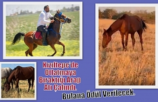 Kızıltepe’de Otlatmaya Bıraktığı Arap Atı...