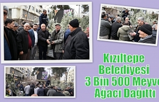 Kızıltepe Belediyesi 3 Bin 500 Meyve Ağacı Dağıttı