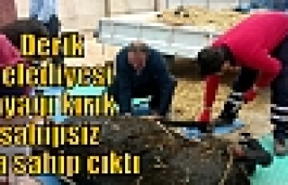 Derik Belediyesi ayağı kırık sahipsiz ata sahip...