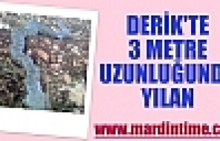 DERİK'TE 3 METRE UZUNLUĞUNDA YILAN 