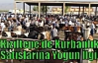 Kızıltepe’de Kurbanlık Satışlarına Yoğun...