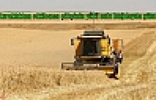 Kuraklıktan etkilenen çiftçinin yüzü sulu buğdayda...