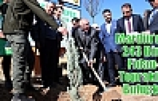 Mardin’de 243 Bin Fidan Toprakla Buluştu