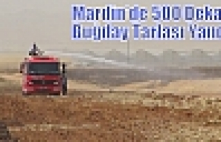 Mardin’de 500 Dekar Buğday Tarlası Yandı