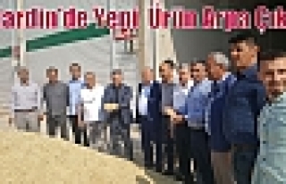  Mardin’de Yeni  Ürün Arpa Çıktı